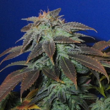 Heavy Duty Fruity Regular cannabis flower bud by TH Seeds