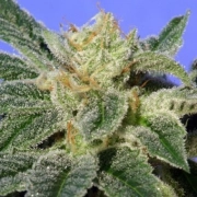 Kushage Feminized cannabis flower bud by TH Seeds
