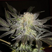 Mendocino Madness Regular cannabis flower bud by TH Seeds