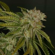 MK-Ultra Feminized cannabis flower bud by TH Seeds