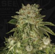 MK-Ultra Wreck Feminized cannabis flower bud by TH Seeds