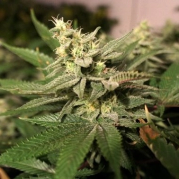 Mkage Feminized cannabis flower bud by TH Seeds