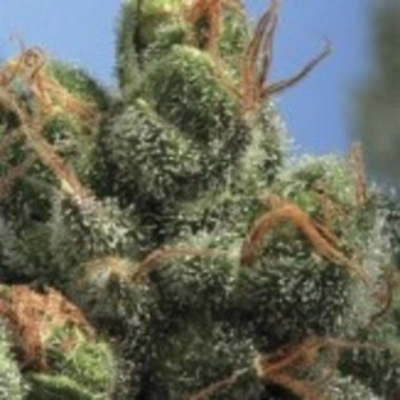PG-13 Regular cannabis flower bud by TH Seeds