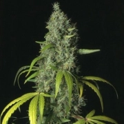 S.A.G.E. Regular cannabis flower bud by TH Seeds