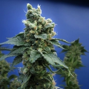 Sage N Sour Regular cannabis flower bud by TH Seeds
