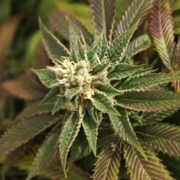 Skunkage Regular cannabis flower bud by TH Seeds