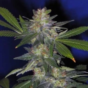 The Hog Regular cannabis flower bud by TH Seeds