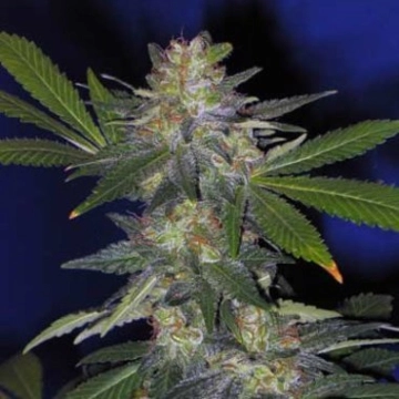 The Hog Regular cannabis flower bud by TH Seeds