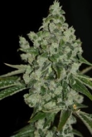 Ultra Sour Feminized cannabis flower bud by TH Seeds