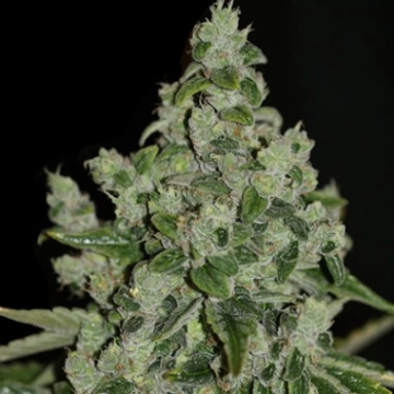 UltraSour Feminized cannabis flower bud by TH Seeds
