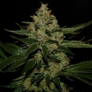 UnderDawg OG Feminized cannabis flower bud by TH Seeds
