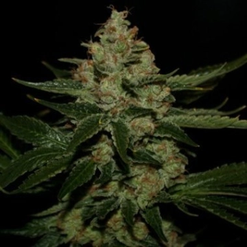 UnderDawg OG Feminized cannabis flower bud by TH Seeds
