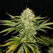 Wreckage Regular cannabis flower bud by TH Seeds