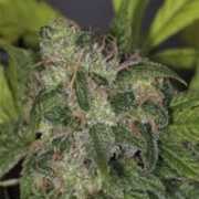 Zero Gravity Regular cannabis flower bud by TH Seeds