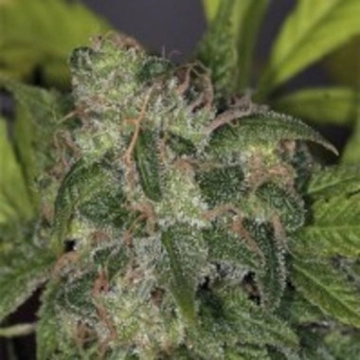 Zero Gravity Regular cannabis flower bud by TH Seeds