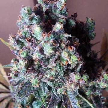 Auto Black Valium Autoflowering cannabis flower bud by Top Shelf Elite