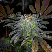 Auto Gorillagasm Autoflowering cannabis flower bud by Top Shelf Elite
