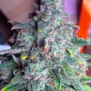 Auto Nightcrawler OG Autoflowering cannabis flower bud by Top Shelf Elite