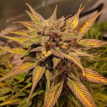 Auto Pineapple Crack Autoflowering cannabis flower bud by Top Shelf Elite