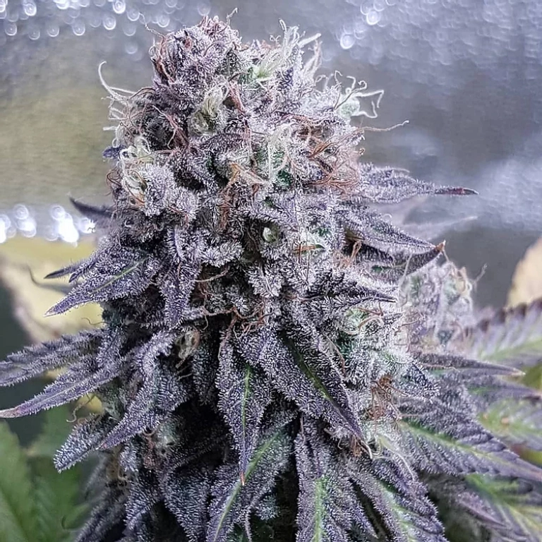 Black Valium – Top Shelf Elite – Feminized