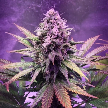 Glue Dream Feminized cannabis flower bud by Top Shelf Elite