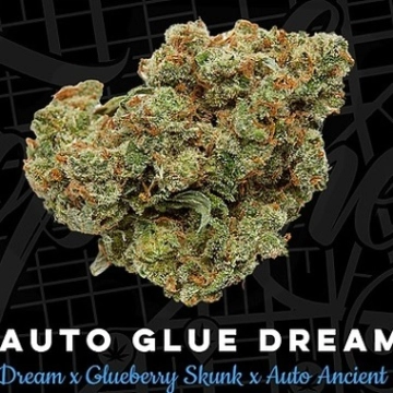 Glue Dream Auto Autoflowering cannabis flower bud by Top Shelf Elite