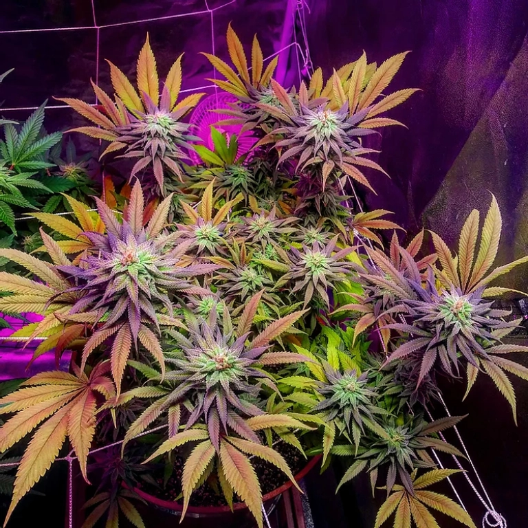 Gorillagasm – Top Shelf Elite – Feminized