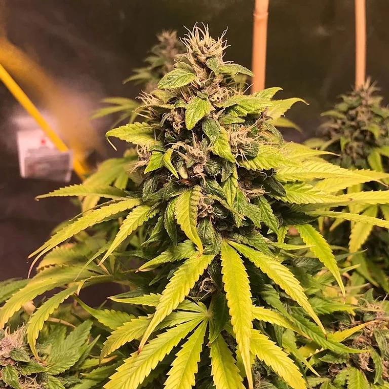Nightcrawler OG – Top Shelf Elite – Feminized