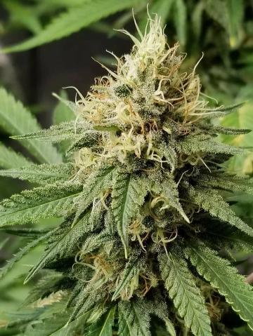 Pineapple Crack Feminized cannabis flower bud by Top Shelf Elite