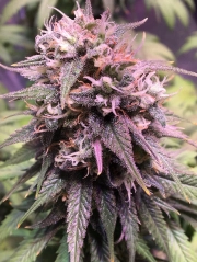 San Francisco Sour Dough Feminized cannabis flower bud by Top Shelf Elite