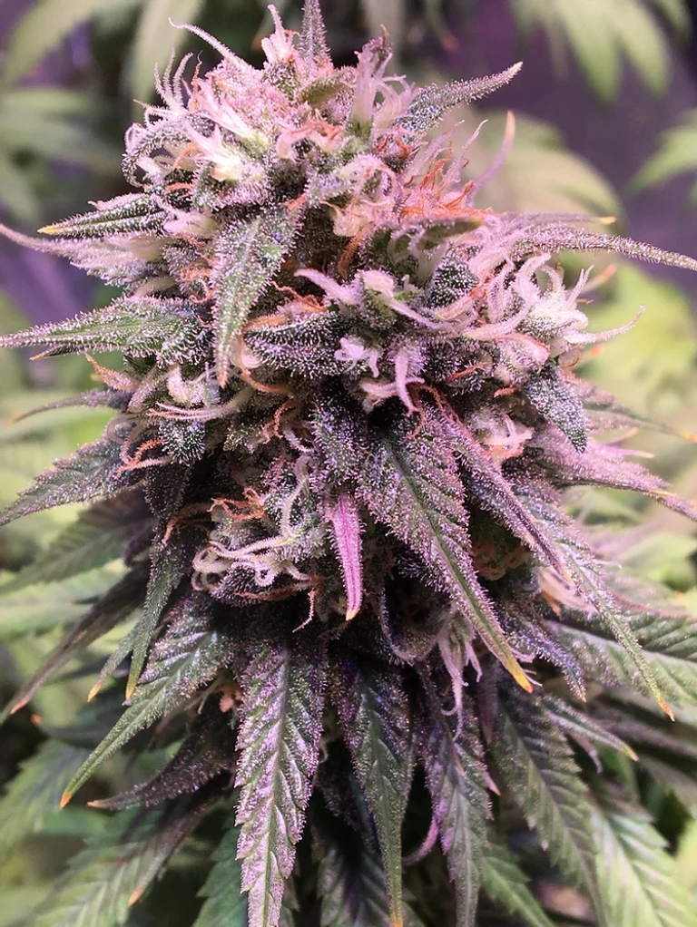 San Francisco Sour Dough – Top Shelf Elite – Feminized