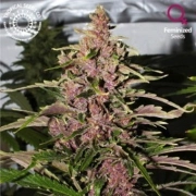 Afrokush Feminized cannabis flower bud by Tropical Seeds