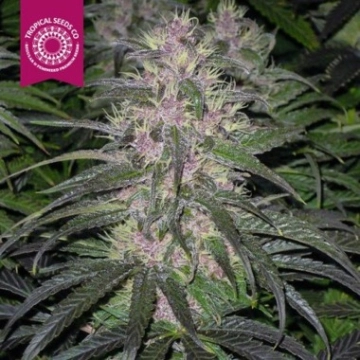 Bisho Purple Feminized cannabis flower bud by Tropical Seeds