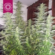 Ciskei Regular Regular cannabis flower bud by Tropical Seeds