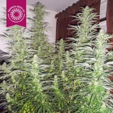 Ciskei Regular Regular cannabis flower bud by Tropical Seeds