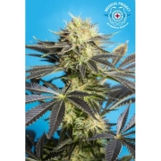 Dandy Dance CBD Feminized cannabis flower bud by Tropical Seeds