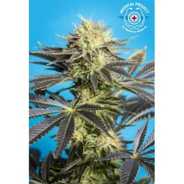 Dandy Dance CBD Feminized cannabis flower bud by Tropical Seeds