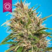Durbakistan Feminized cannabis flower bud by Tropical Seeds
