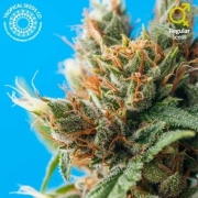 Durban Punch Regular cannabis flower bud by Tropical Seeds
