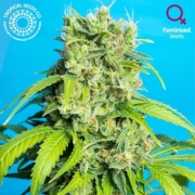 Heaven's Gate CBD Feminized cannabis flower bud by Tropical Seeds