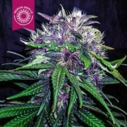 Red Afro Feminized cannabis flower bud by Tropical Seeds