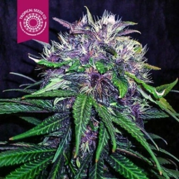 Red Afro Feminized cannabis flower bud by Tropical Seeds