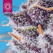 Smooth Smoke Feminized cannabis flower bud by Tropical Seeds