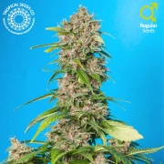 Smooth Smoke Regular cannabis flower bud by Tropical Seeds