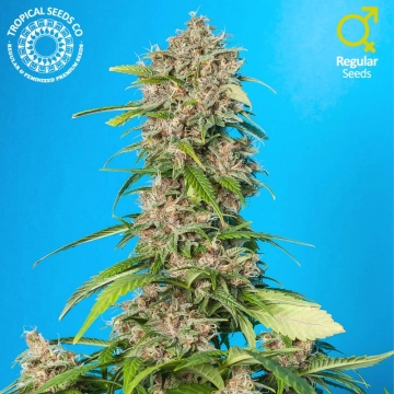 Smooth Smoke Regular cannabis flower bud by Tropical Seeds