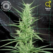 Zambian Regular cannabis flower bud by Tropical Seeds