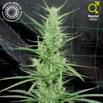Zambian Regular cannabis flower bud by Tropical Seeds