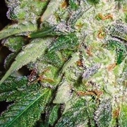 AK49 Feminized cannabis flower bud by Vision Seeds