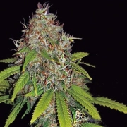 AK49 Auto Autoflowering cannabis flower bud by Vision Seeds