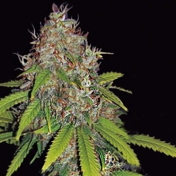 AK49 Auto Autoflowering cannabis flower bud by Vision Seeds